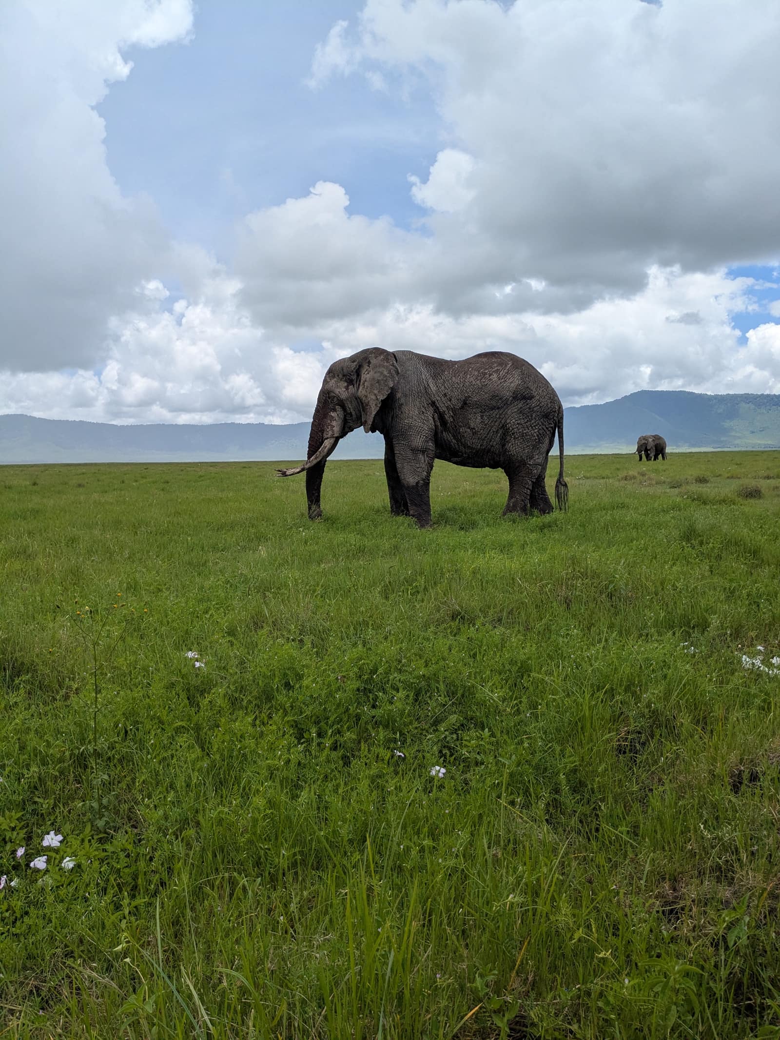 A lone elephant grazing the green floor of the Ngorongoro Crater beneath its highland walls