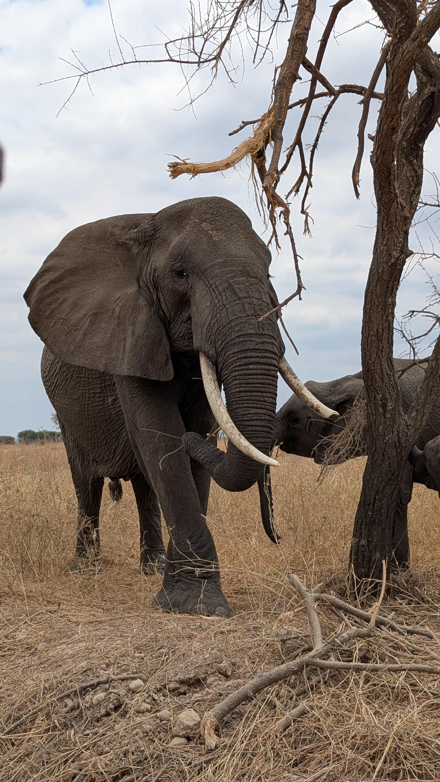 A large bull elephant with long tusks feeding beneath a bare tree