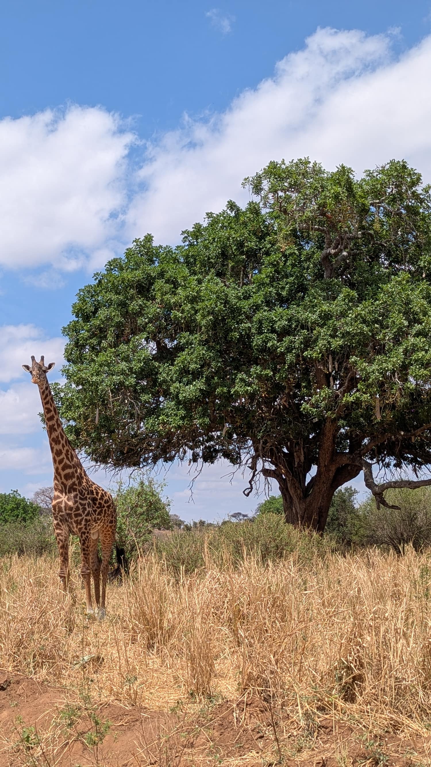 A Maasai giraffe beside a broad acacia tree under a bright blue sky