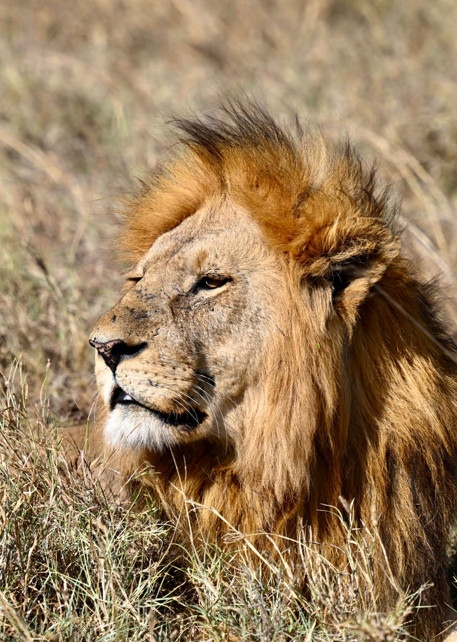 A male lion with a full golden mane resting in the grass of the Serengeti