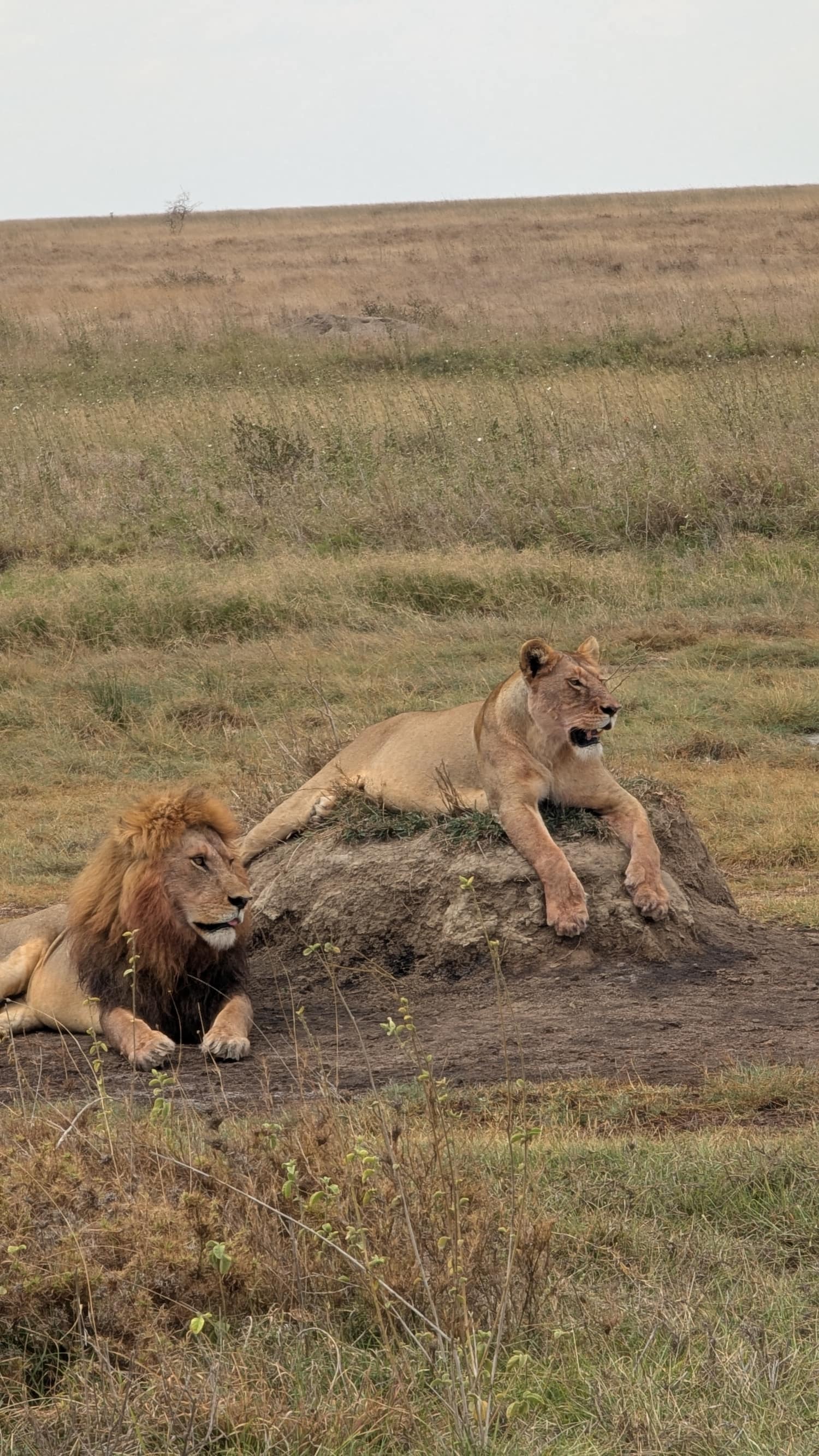 A male lion and lioness resting together on the open Serengeti plains