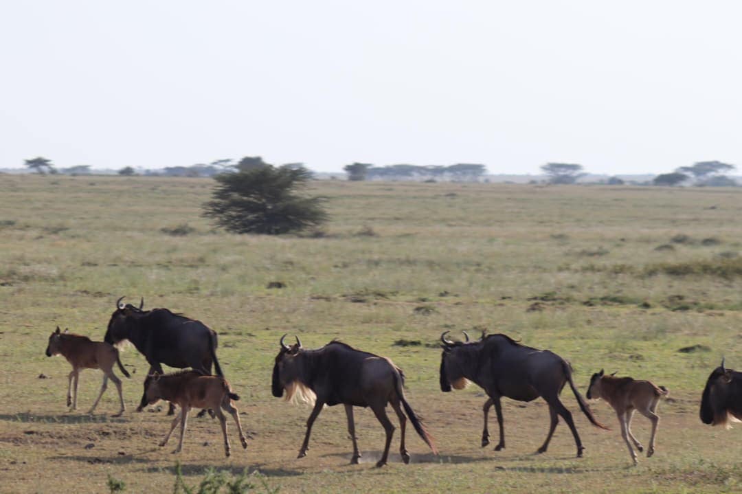 Wildebeest mothers and newborn calves moving across the green southern Serengeti plains