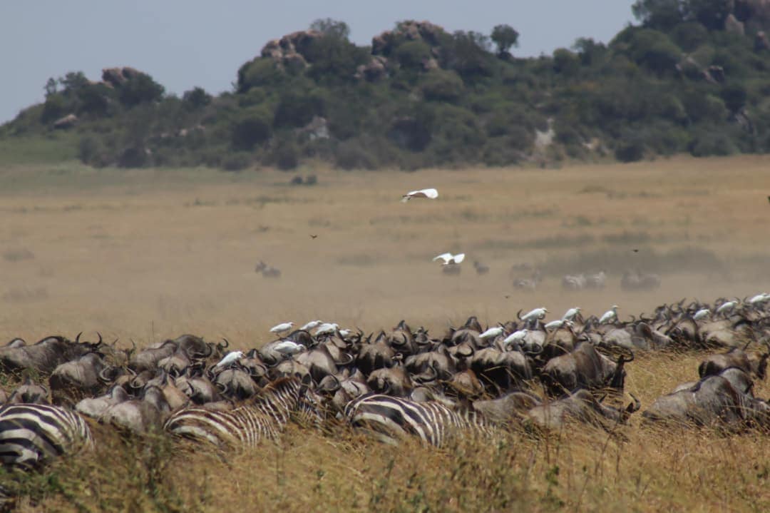 A dense herd of wildebeest and zebra grazing below a Serengeti kopje, egrets in flight