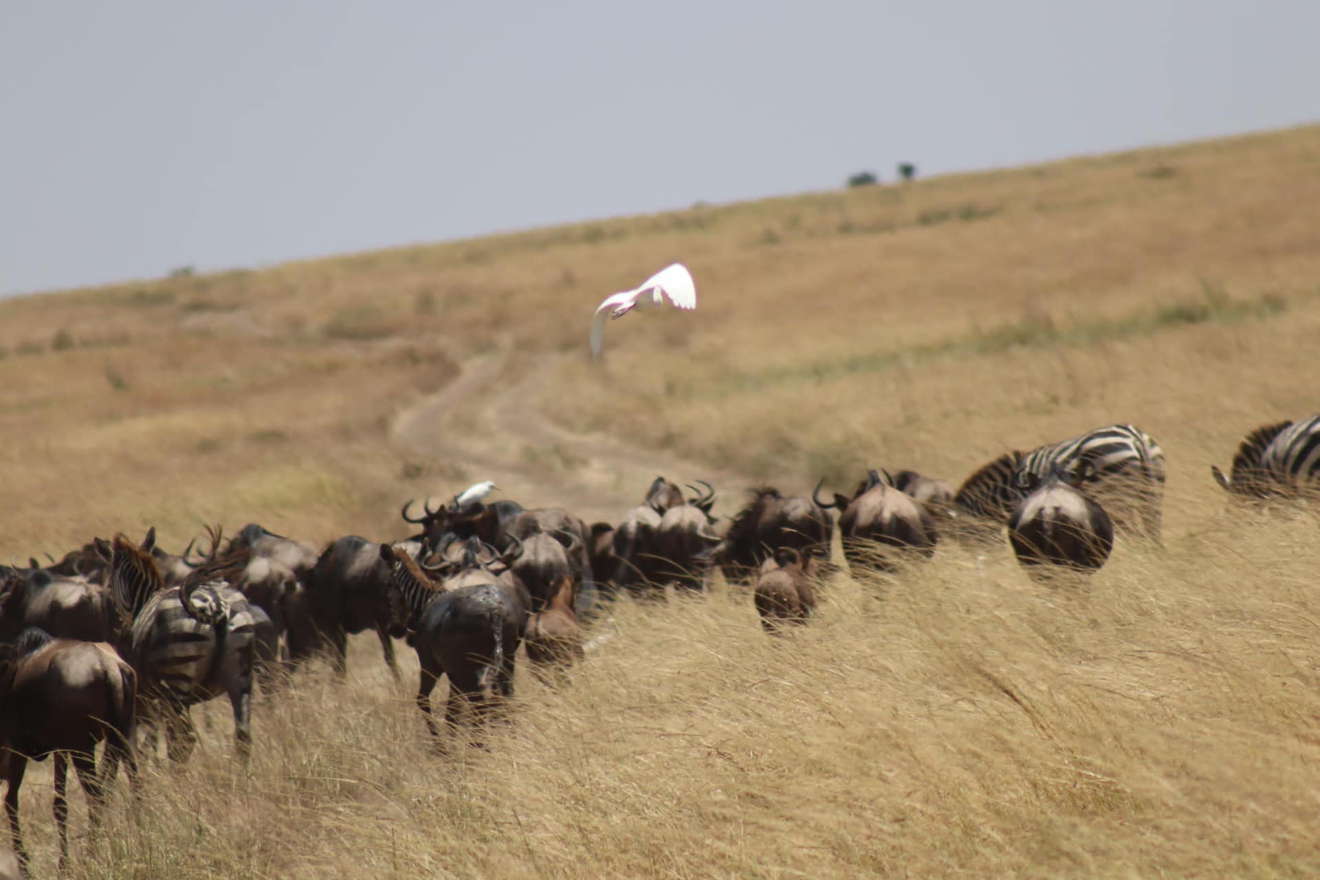 A long column of wildebeest crossing a golden Serengeti ridge along a winding track