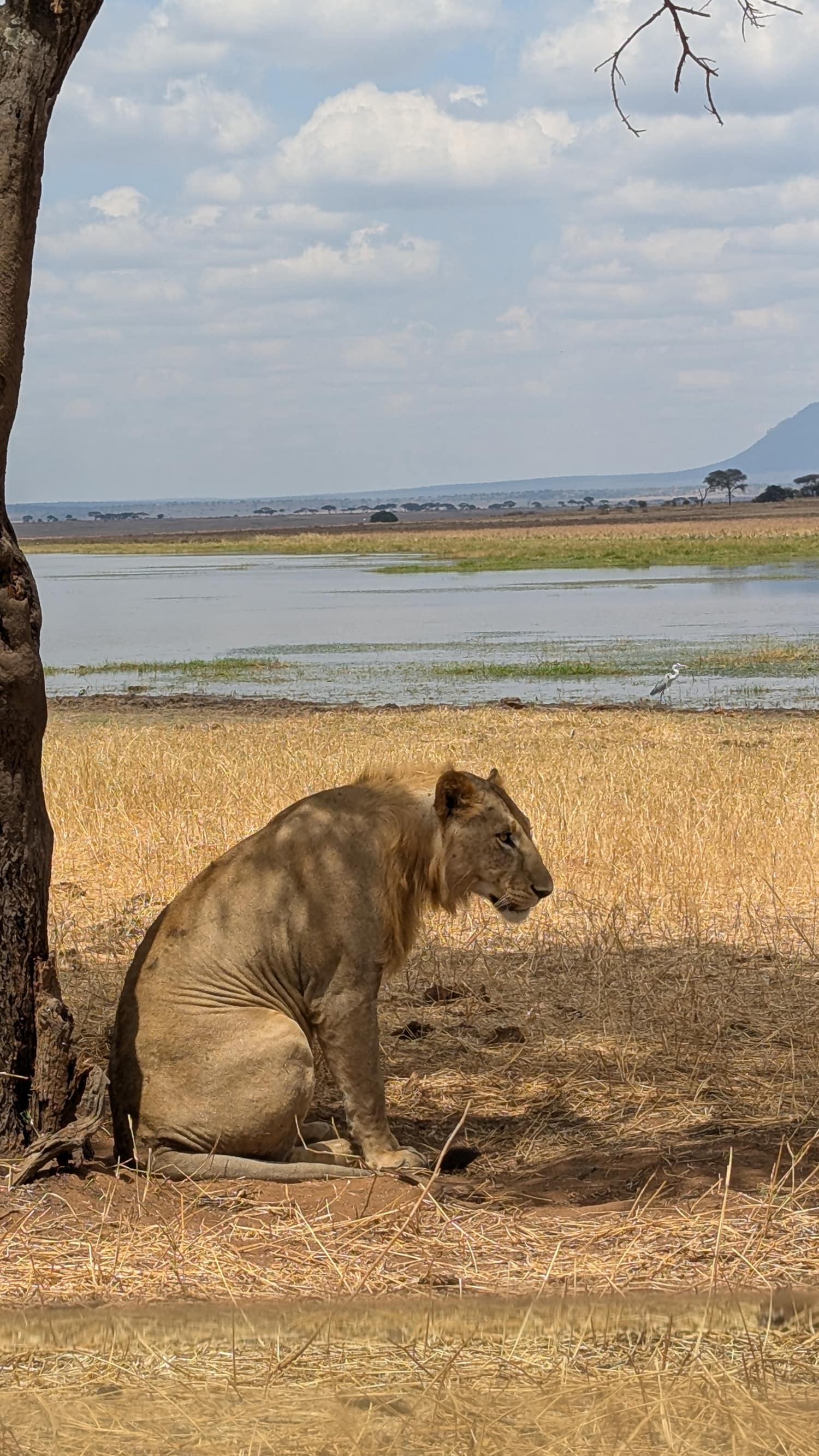 A young male lion sitting in the shade beside a Tarangire waterhole