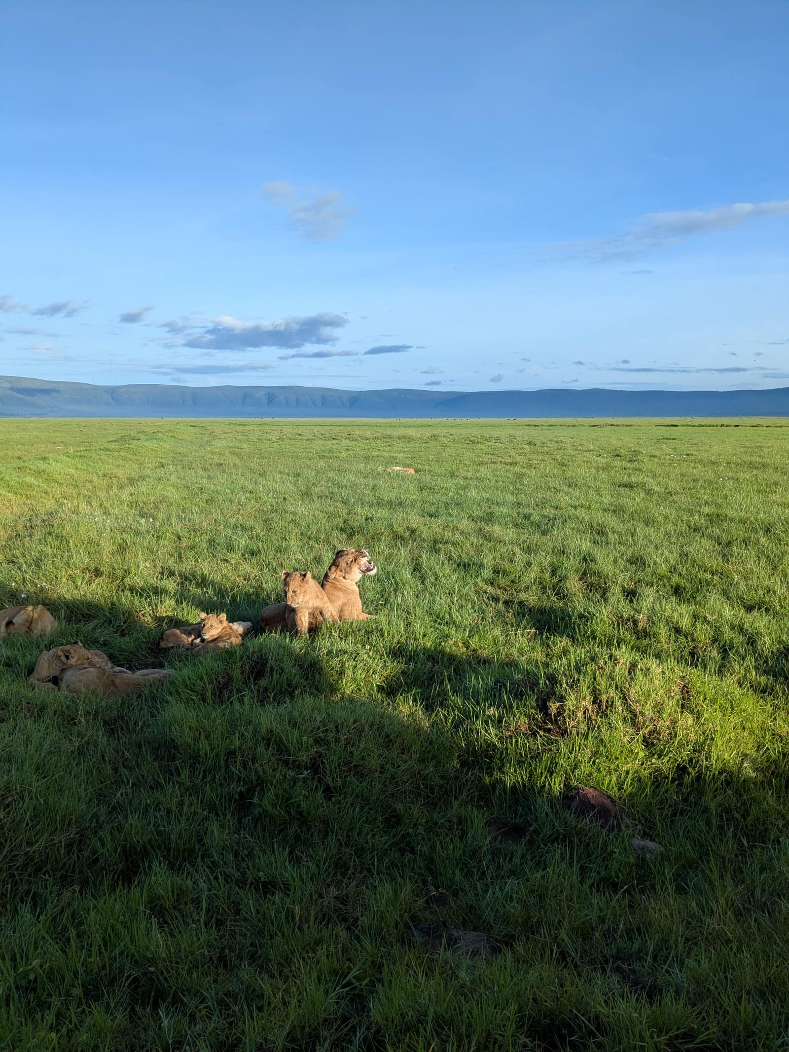 A pride of lions resting on the green crater floor with the Ngorongoro highlands beyond