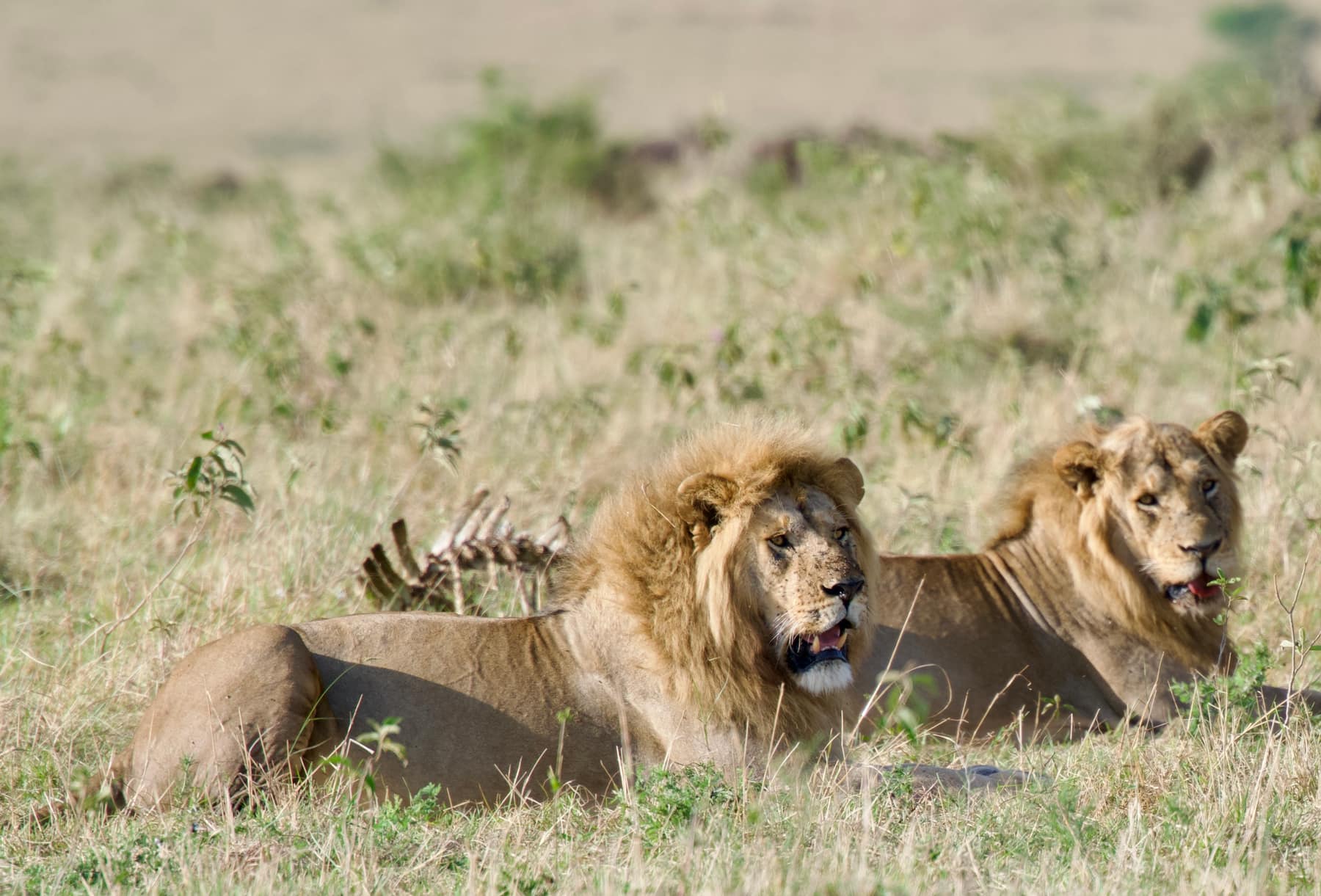 Two male lions resting side by side in the Serengeti grass