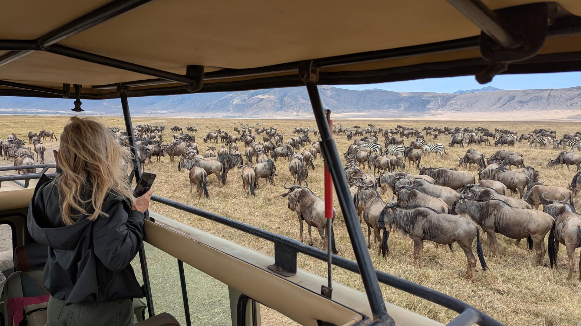 A traveller watching the wildebeest migration stream past the safari vehicle