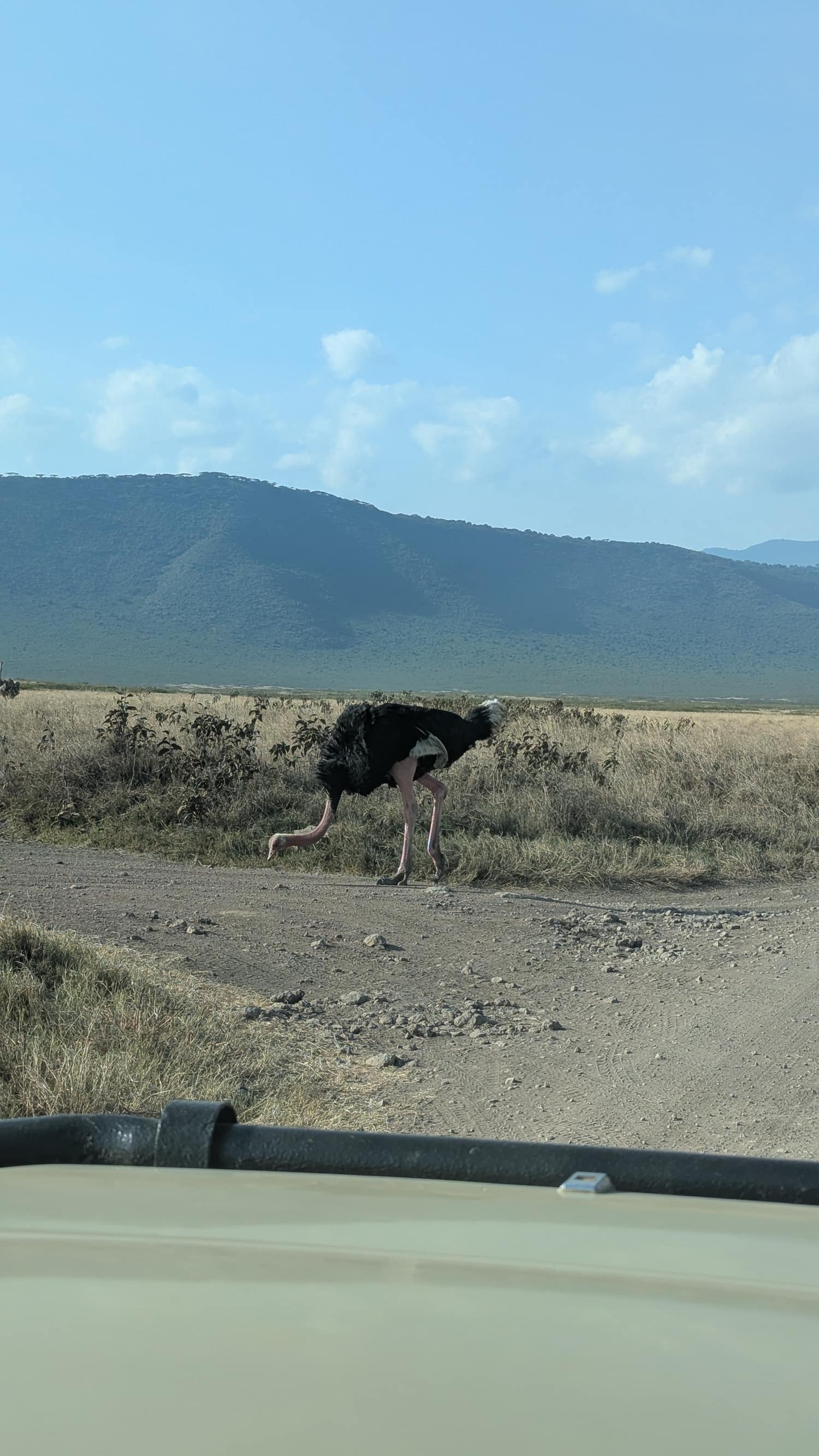 An ostrich crossing the track in front of the Ngorongoro highlands