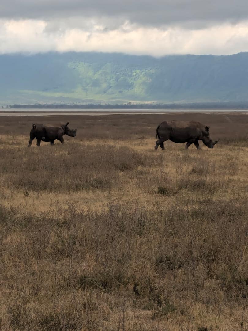 Two black rhinos walking the floor of the Ngorongoro Crater beneath its highland walls